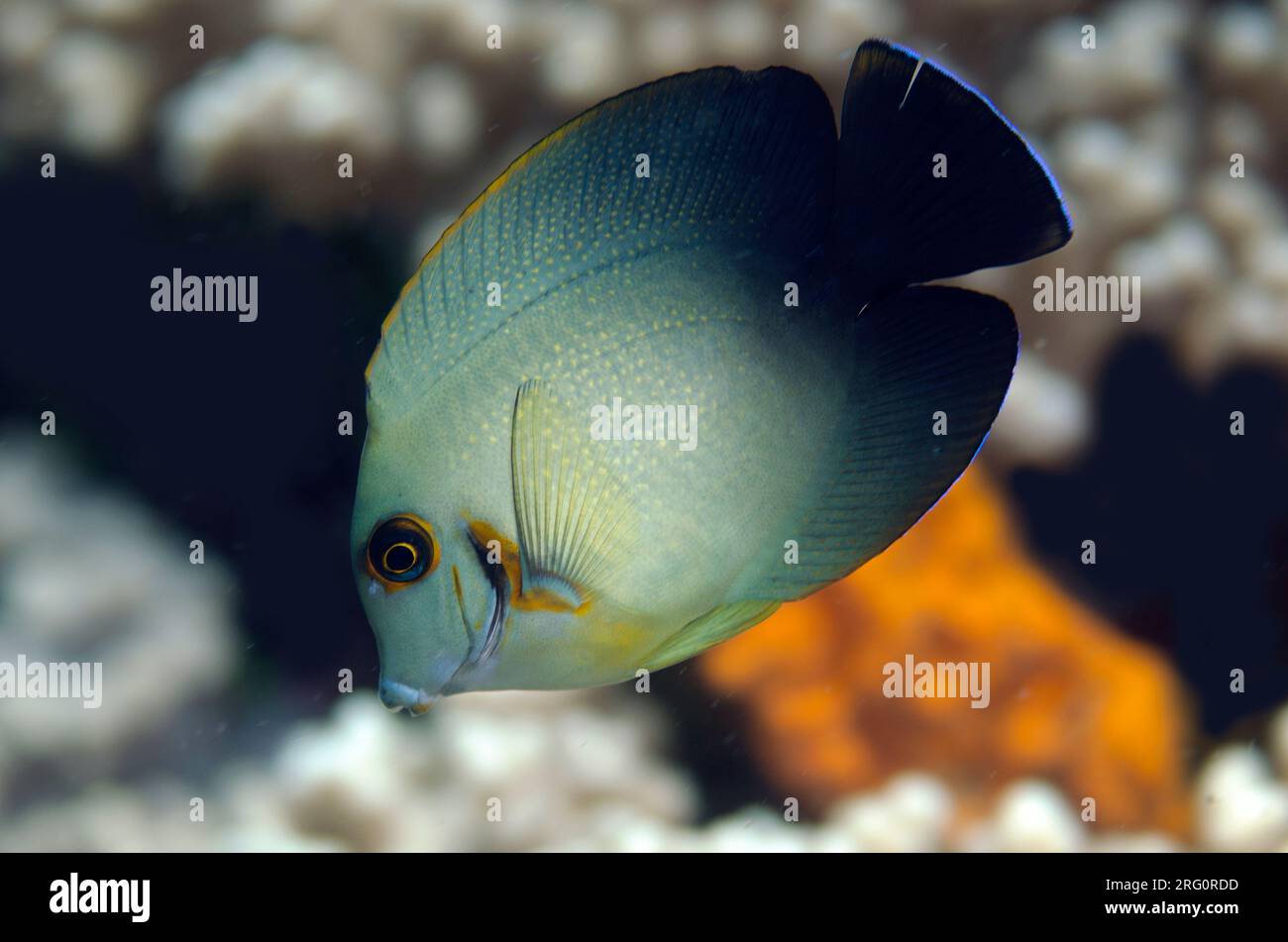 Pearl-scaled Angelfish, Centropyge vroliki, Batu Sandar dive site, Lembeh Straits, Sulawesi, Indonesia Stock Photo