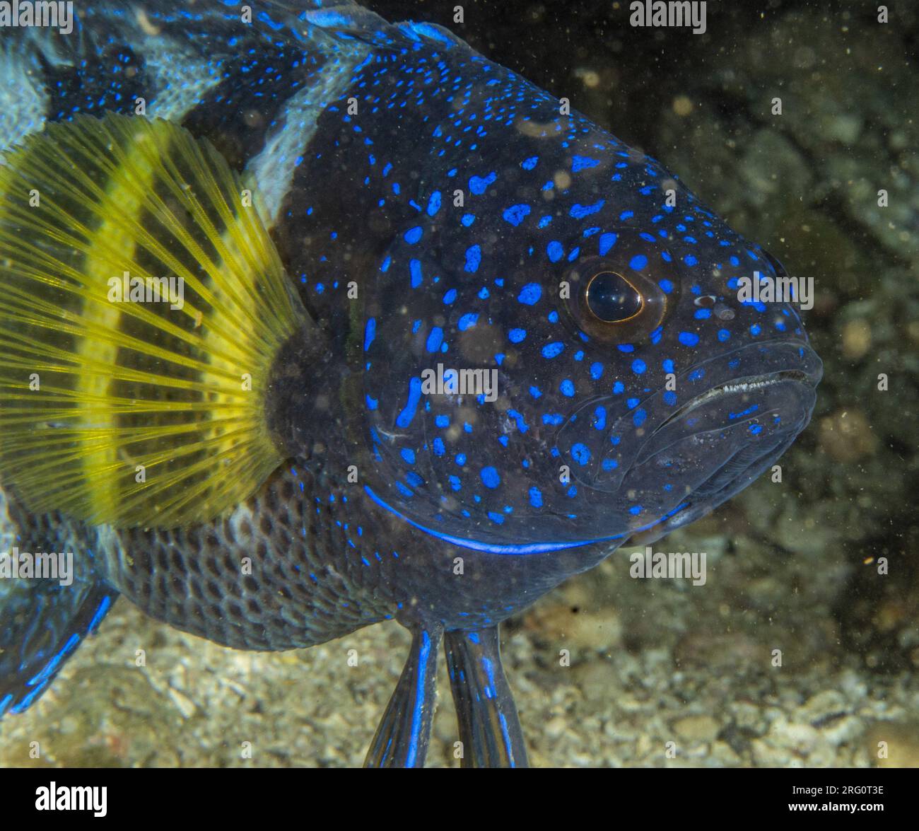 Eastern blue devil (Paraplesiops bleekeri), head of one of the most ...