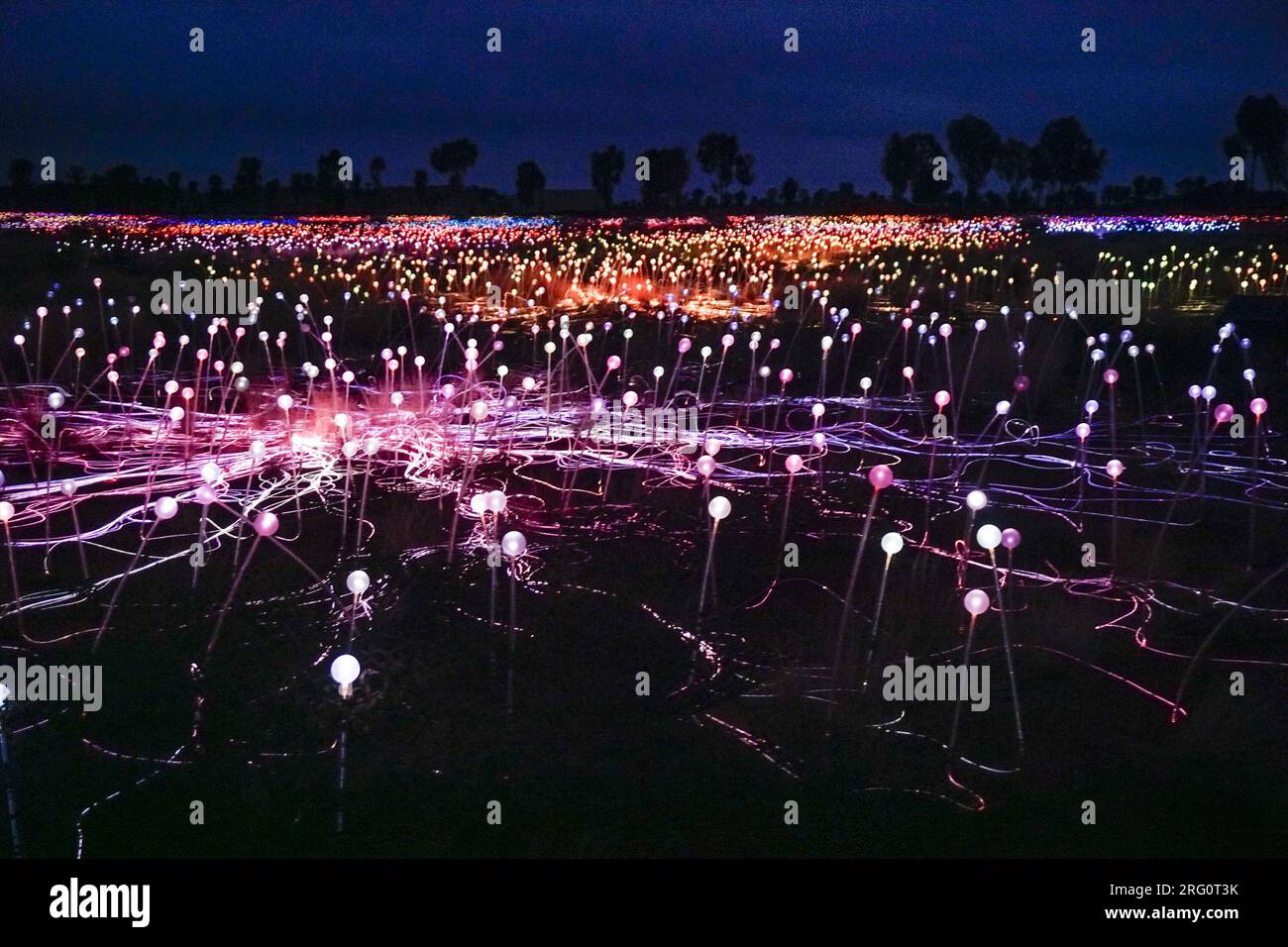 Field of Light display at night with Uluru unseen beyond. The
