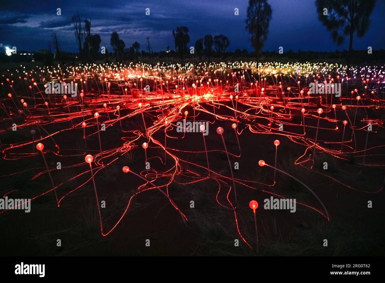 Field of Light display at Uluru at night showing some of the 50,000 waving spindles of light, the work of British artist Bruce Munro. It covers an are Stock Photo