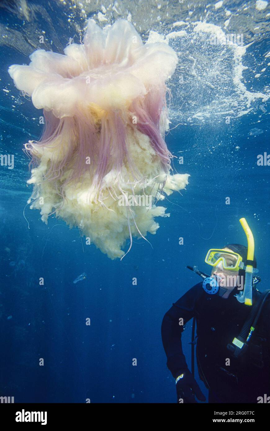 Lions Mane Jellyfish With Diver Deadly Lion s Mane Jellyfish Spotted