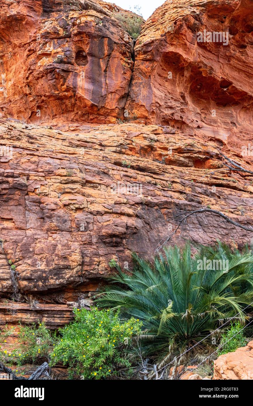 Mereenie sandstone cliff face of Kings Canyon with MacDonnell Ranges Cycad at its base (Macrozamia macdonnellii). The cliffs of Kings Canyon reach 30 Stock Photo