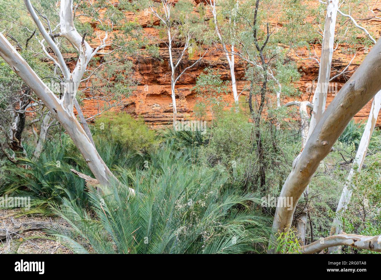 Sandstone cliffs on western face of Kings Canyon with Ghost gums (Corymbia papuana) and MacDonnell Ranges Cycad (Macrozamia macdonnellii). Watarrka Na Stock Photo