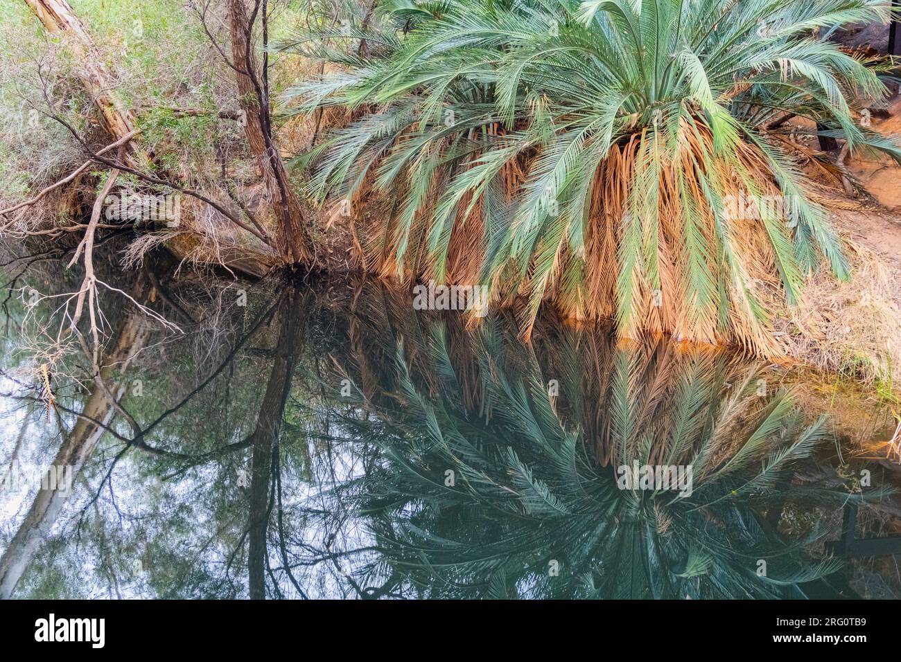 MacDonnell Ranges Cycad (Macrozamia macdonnellii), reflected in Kings Canyon Waterhole in an area known as the Garden of Eden. Watarrka National Park, Stock Photo