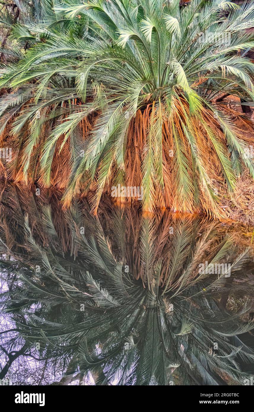 MacDonnell Ranges Cycad  (Macrozamia macdonnellii), reflected in Kings Canyon Waterhole in an area known as the Garden of Eden. Watarrka National Park Stock Photo