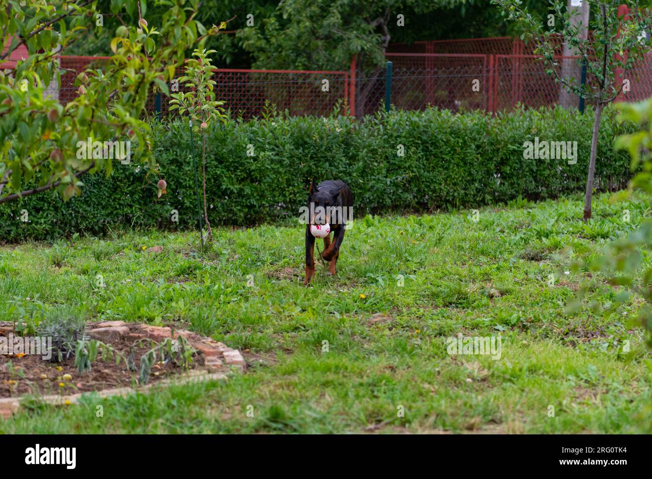 6 month old Doberman puppy, plays and runs around the yard, enjoys warm summer days, European breed. Beautiful dog. Stock Photo