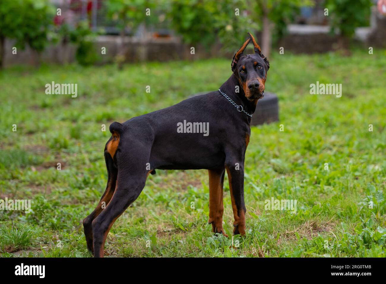 Doberman Puppy Hi-Res Stock Photography And Images - Alamy