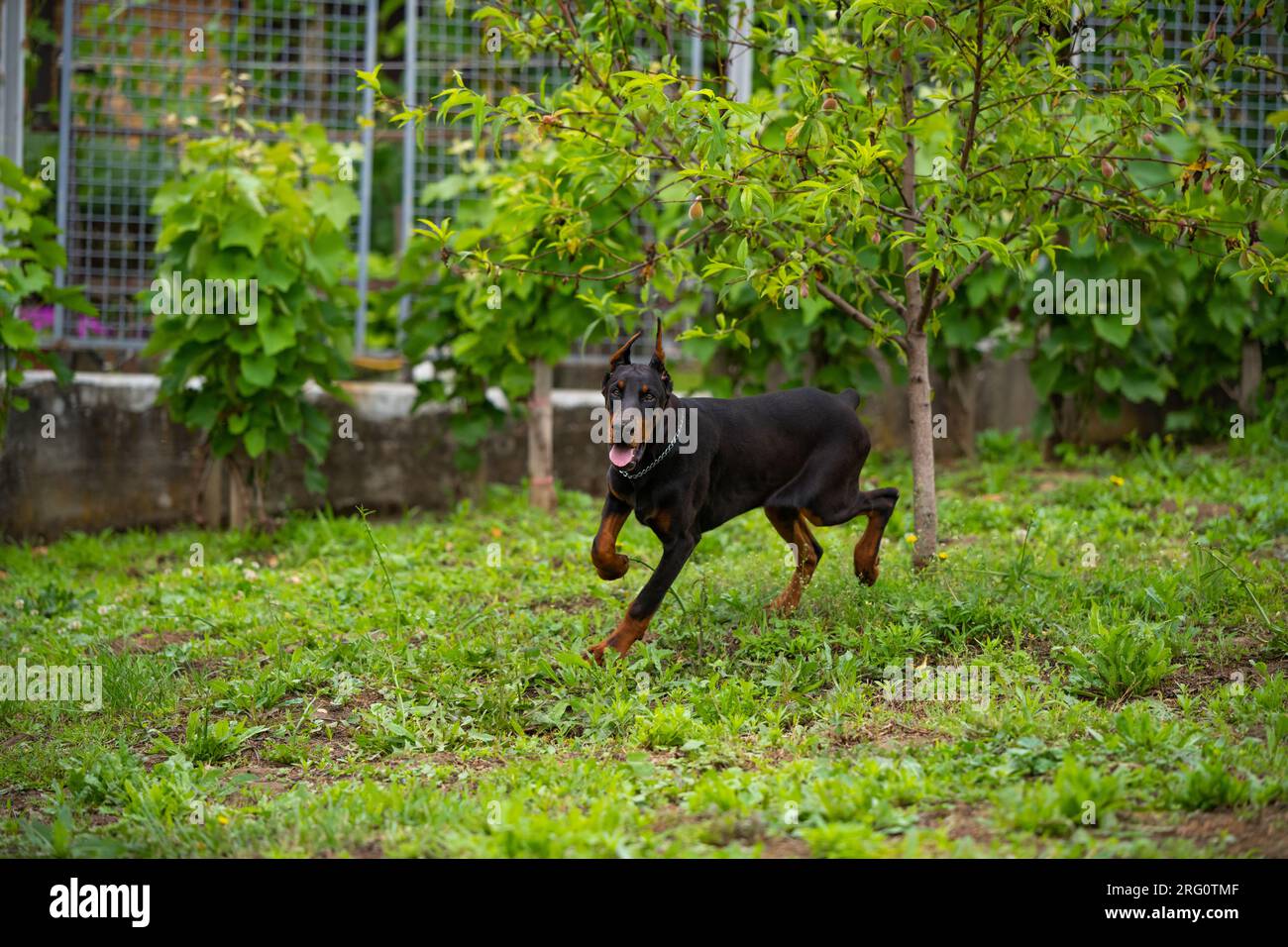 6 month old Doberman puppy, plays and runs around the yard, enjoys warm summer days, European breed. Stock Photo