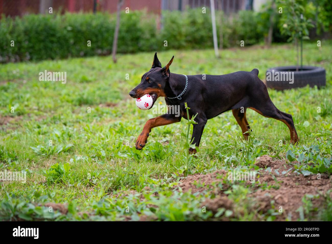 6 month old Doberman puppy, plays and runs around the yard, enjoys warm summer days, European breed. Beautiful dog. Stock Photo