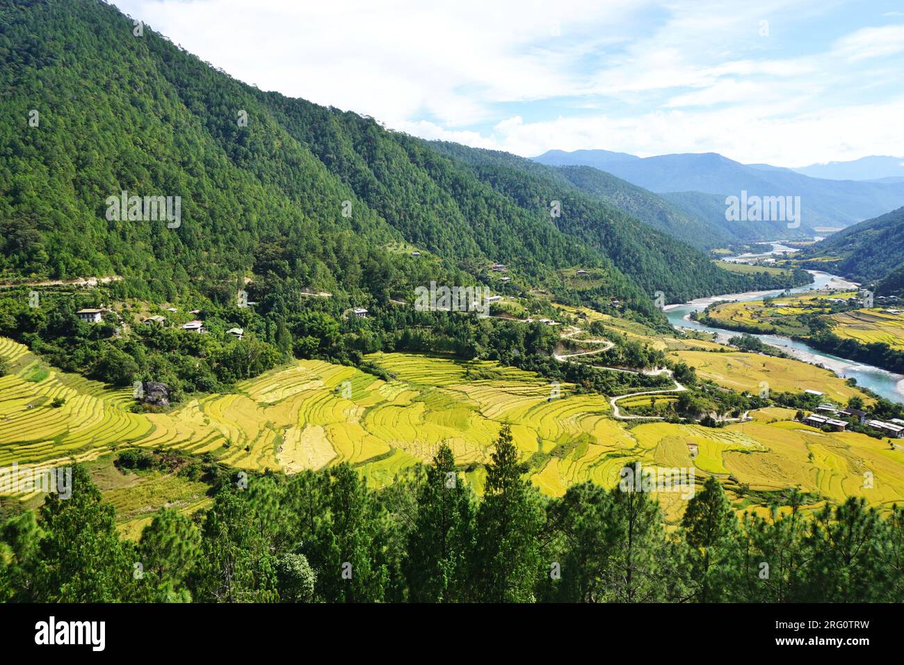 Scenic view of a valley in rural Bhutan with pale green terraced rice fields, forested mountainsides and a winding river snaking into the distance Stock Photo