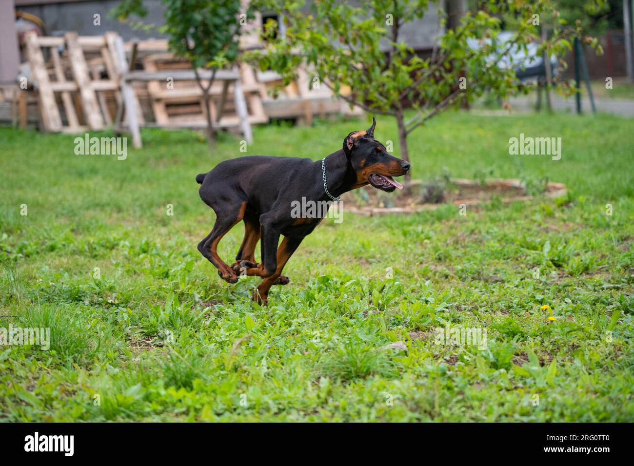 6 month old Doberman puppy, plays and runs around the yard, enjoys warm summer days, European breed. Stock Photo