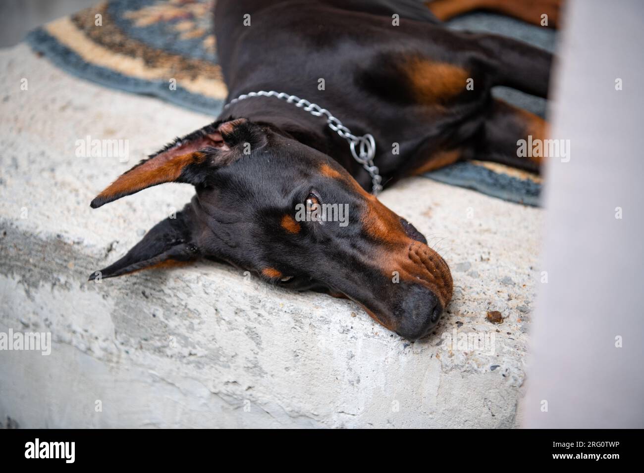 Noel, a Dark Golden Female Golden Cavalier Puppy 808895 | PuppySpot, image size:1300x956