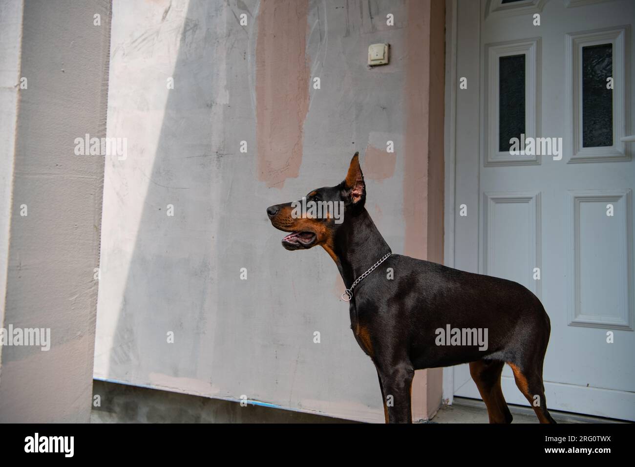 Doberman puppy of six month, stands by the door, faithfully guarding the entrance to the house