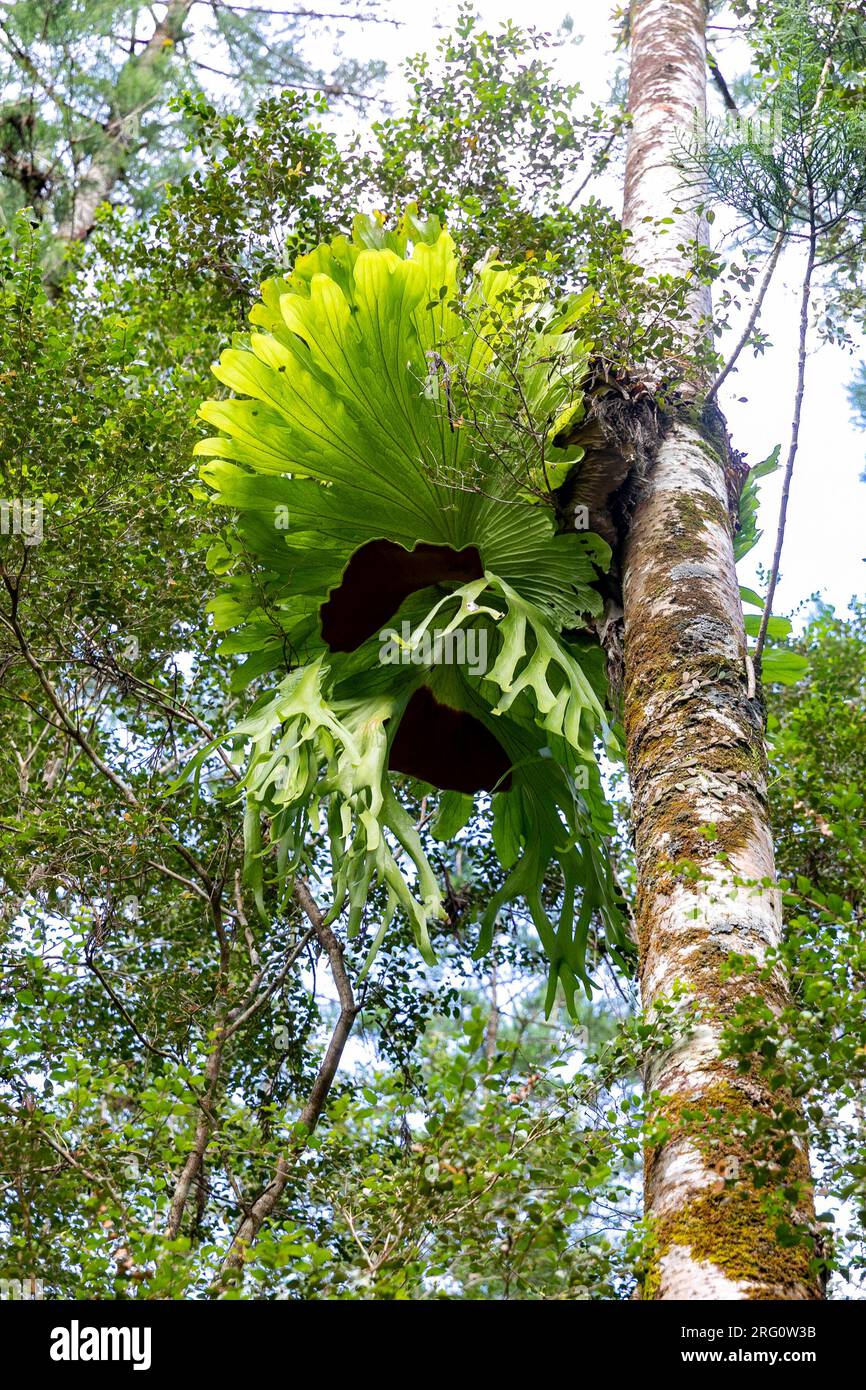 Australian hanging staghorn fern on Fraser K'gari island in Queensland, at Central station rainforest, Australia, 2023 Stock Photo