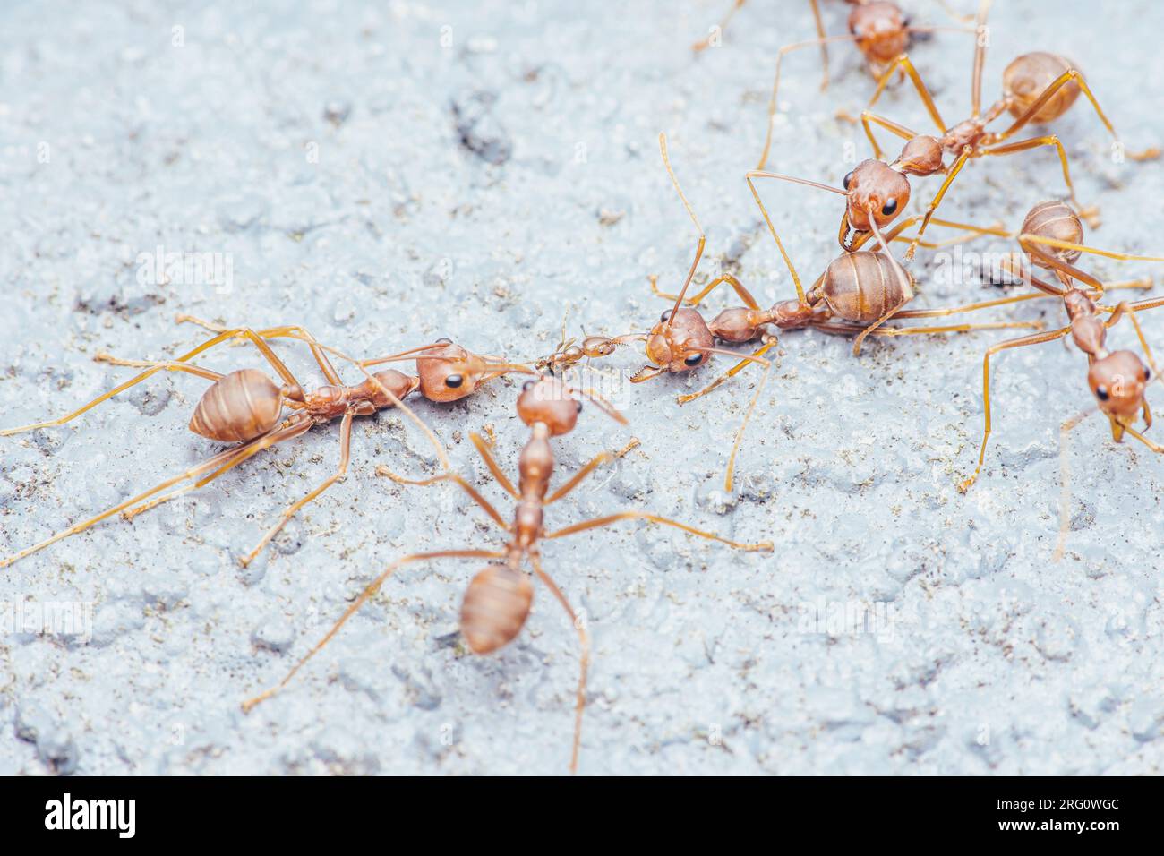 Red ant are moving red ant on the cement wall, Weaver ants macro photo