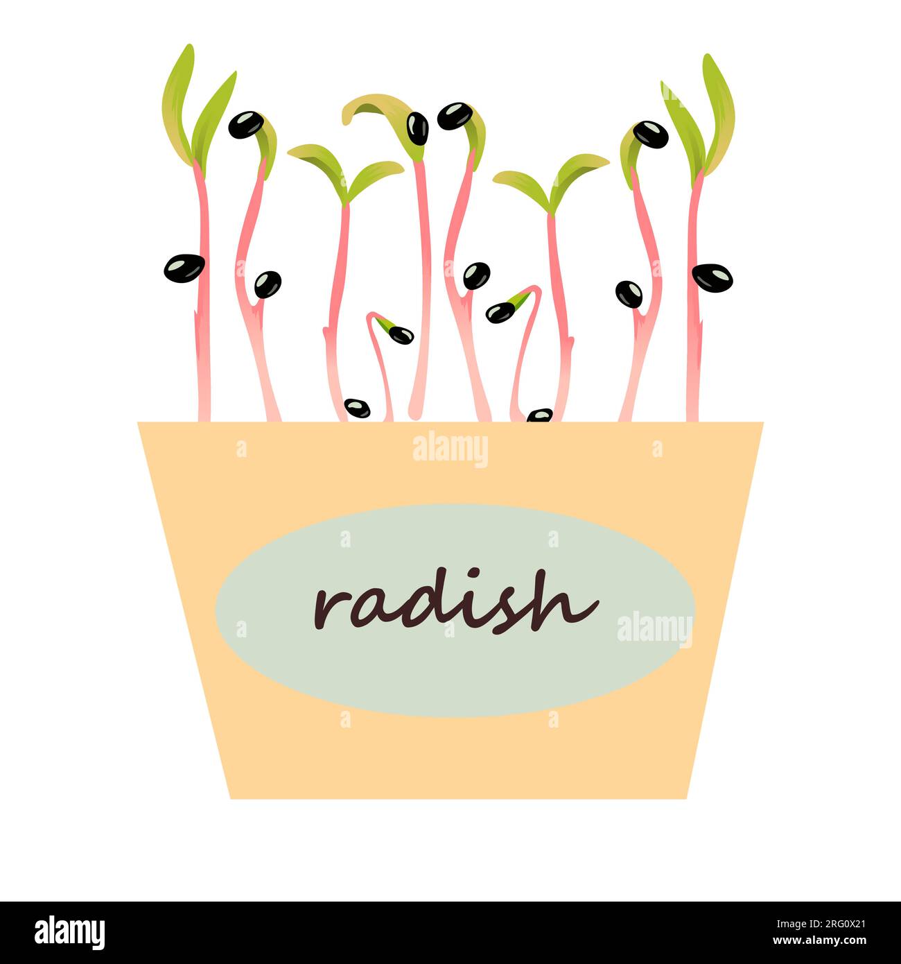 Radish microgreen. Green sprouts. growing seed, plant growth. Seedling with leaves and roots