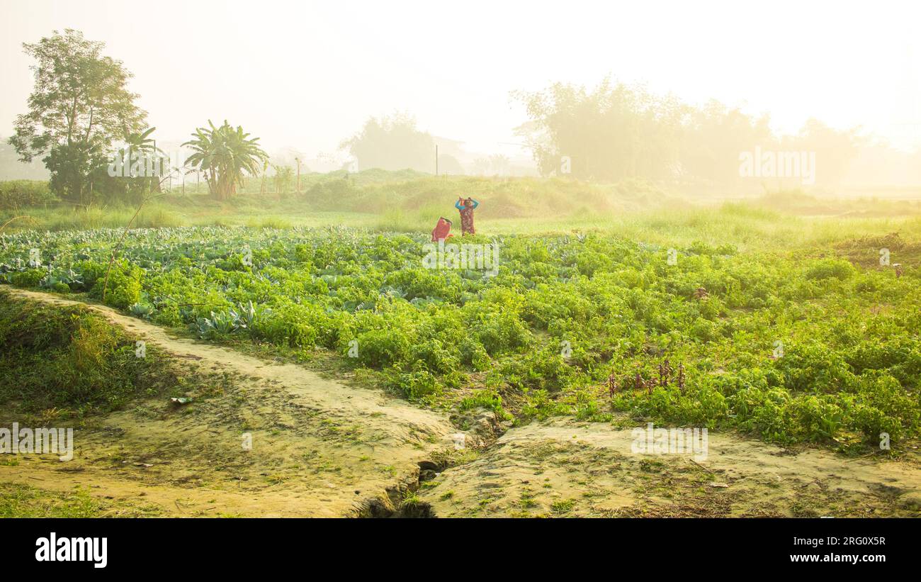 Winter village photography, this image was taken on January 17, 2022, from Rahitpur, Bangladesh, South Asia Stock Photo