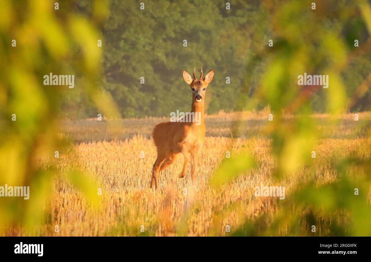 young male deer standing on the field and watching me Stock Photo