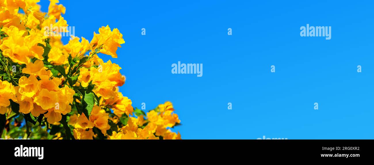 Yellow bells flowers green leaves blue sky background, tecoma trumpet bush, beautiful flower branch border, decorative frame design, floral decoration Stock Photo
