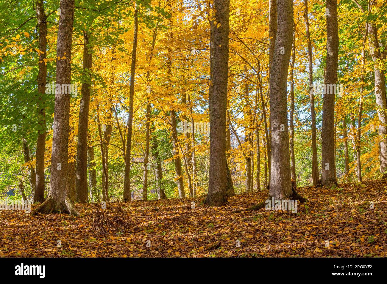 Deciduous tree in the fall hi-res stock photography and images - Alamy