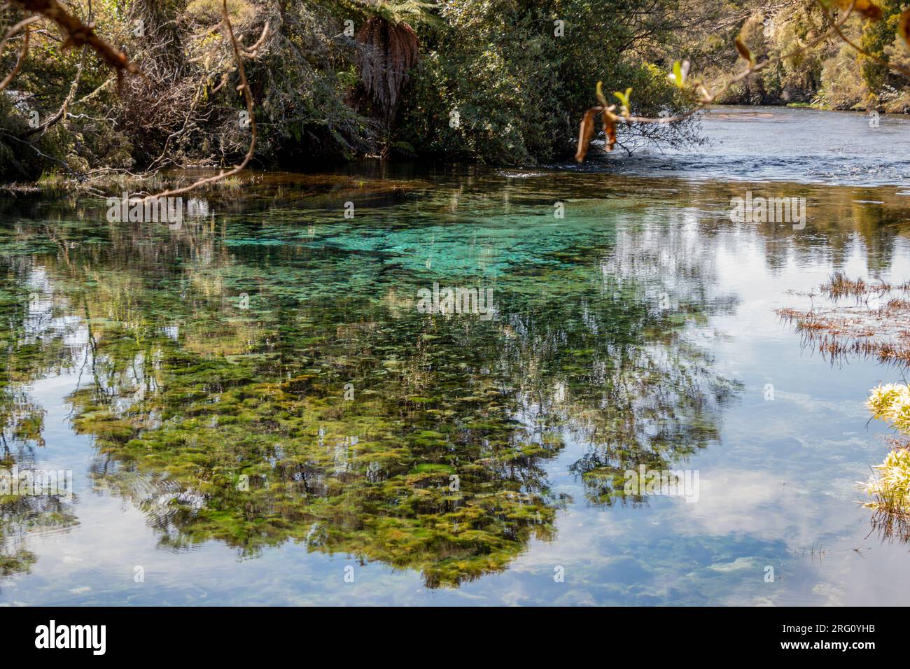 Pristine turquoise water at Te Waikoropupū (Pupu) Springs in the Golden Bay area of New Zealand Stock Photo