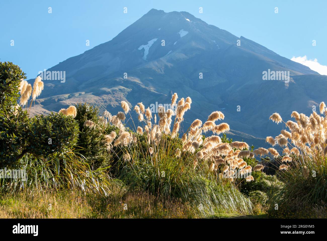 Mt Taranaki in Egmont National Park, New Zealand, with flax plants