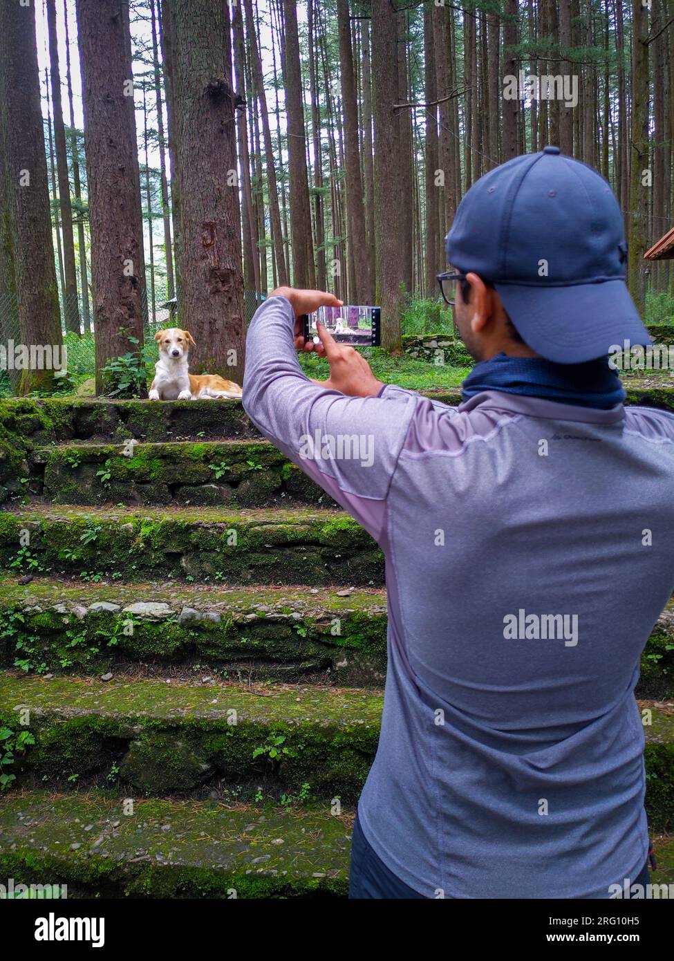 October 14th 2022, Uttarakhand India. Solo traveler captures a photo of a dog amidst the enchanting Deodar Cedar forest during his adventurous journey Stock Photo