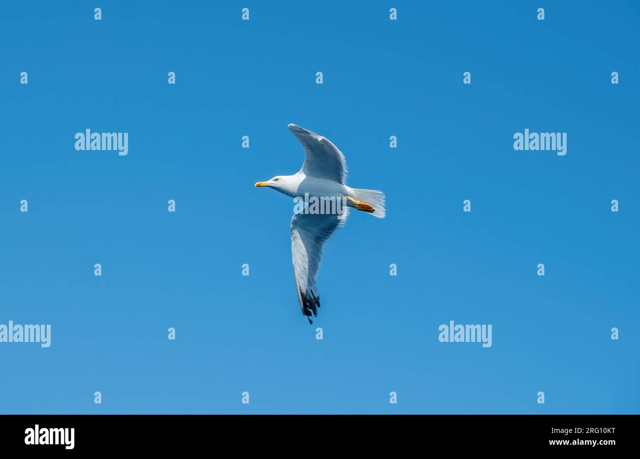 Seagull flying on clear blue sky Stock Photo