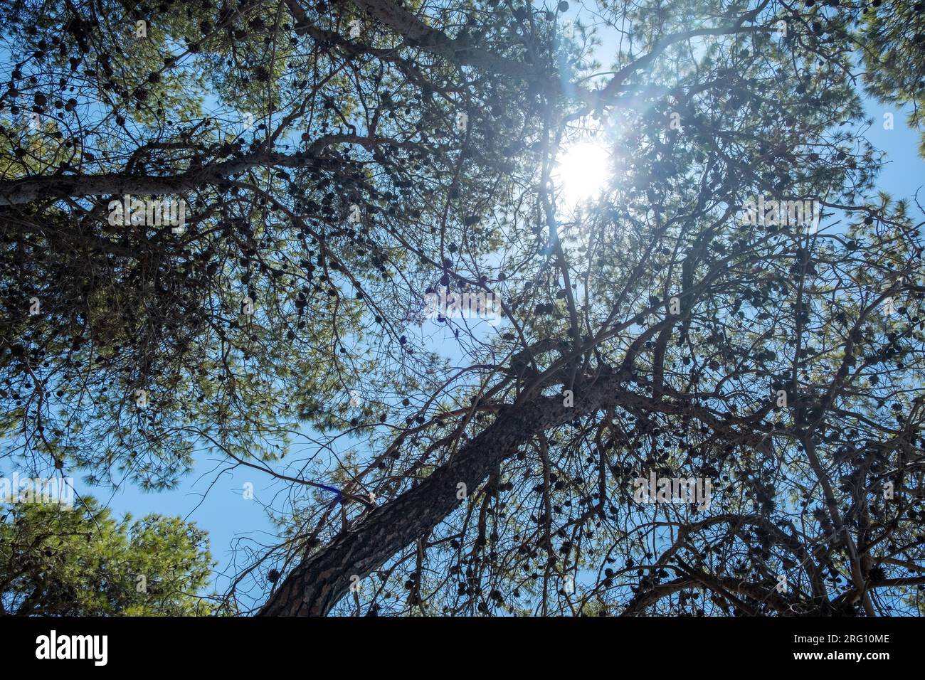 a tree with sun shining through branches Stock Photo