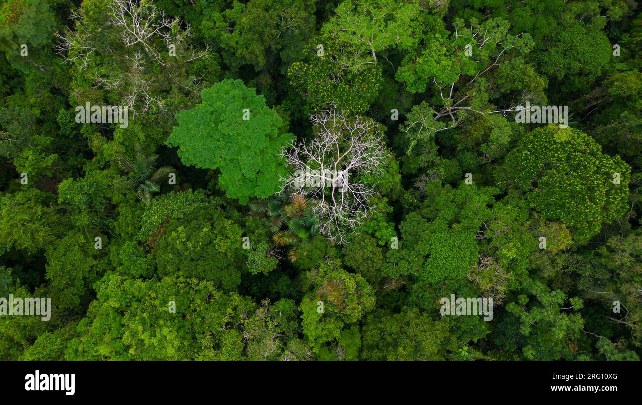 AMAZON TROPICAL JUNGLE, GREEN TREES Stock Photo