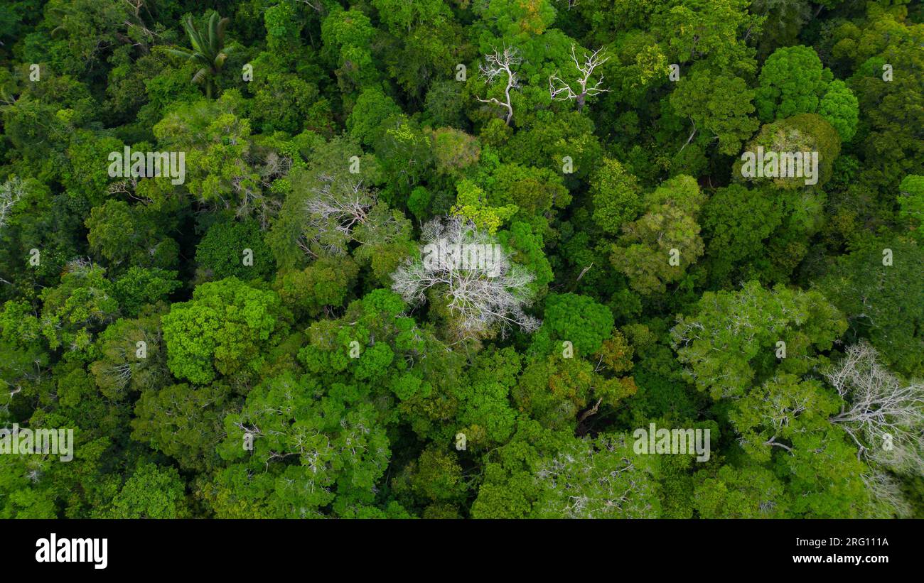 AMAZON TROPICAL JUNGLE, GREEN TREES Stock Photo