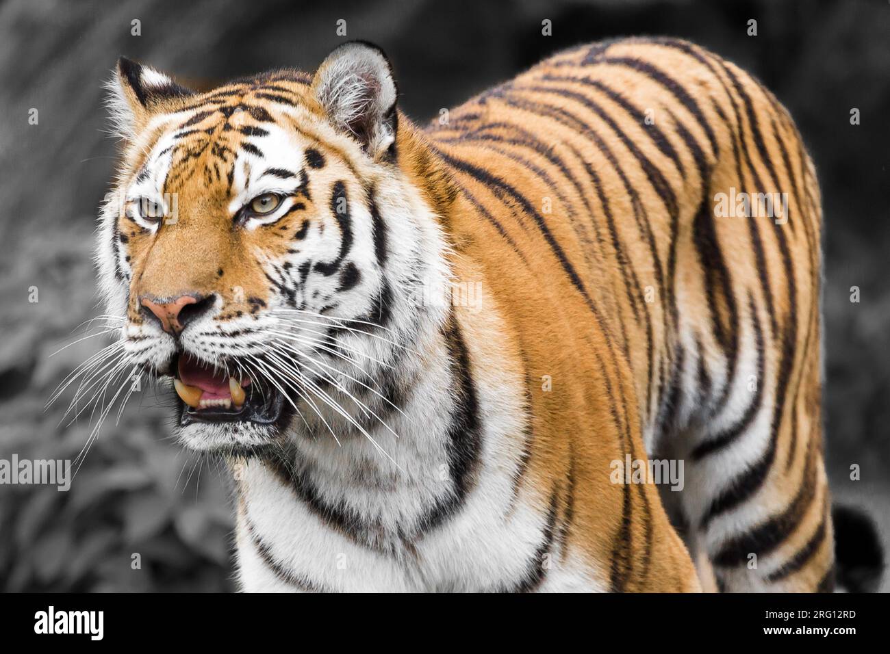 Tiger in a Zoo Stock Photo
