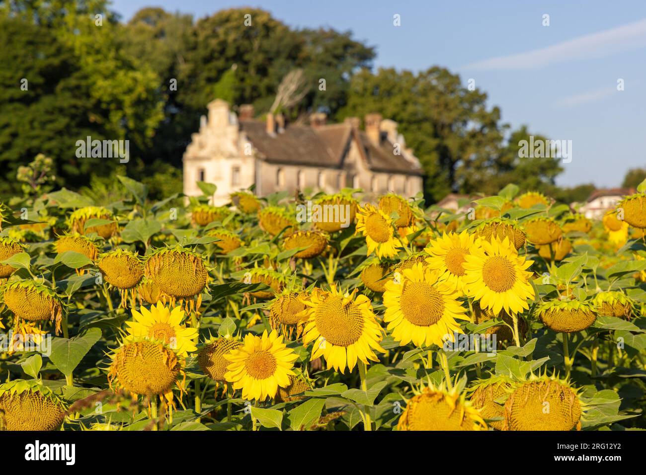 The sunflower field with an old house in rural Croatia Stock Photo - Alamy