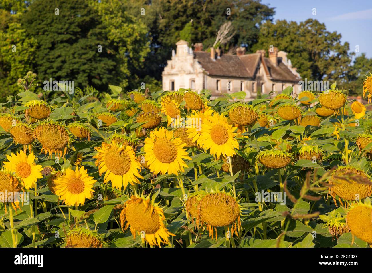 Rural flower field old house hi-res stock photography and images - Alamy
