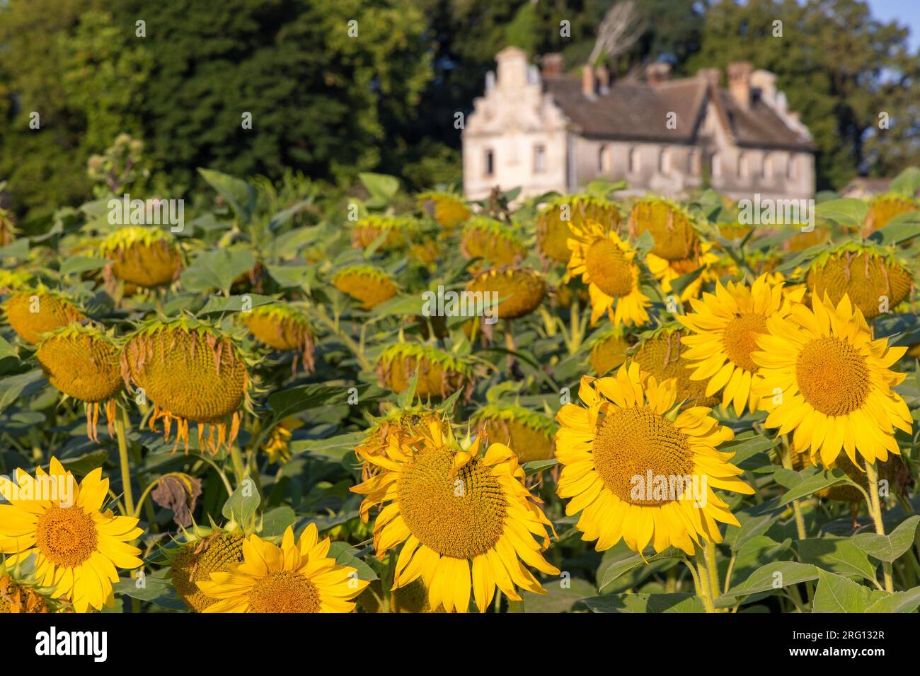 Rural flower field old house hi-res stock photography and images - Alamy