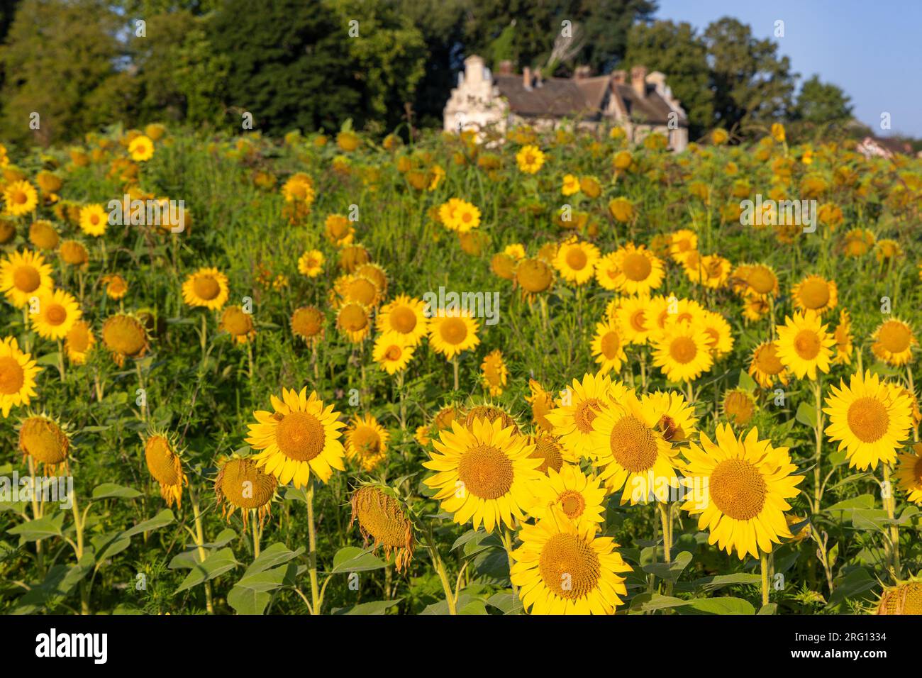 Rural flower field old house hi-res stock photography and images - Alamy
