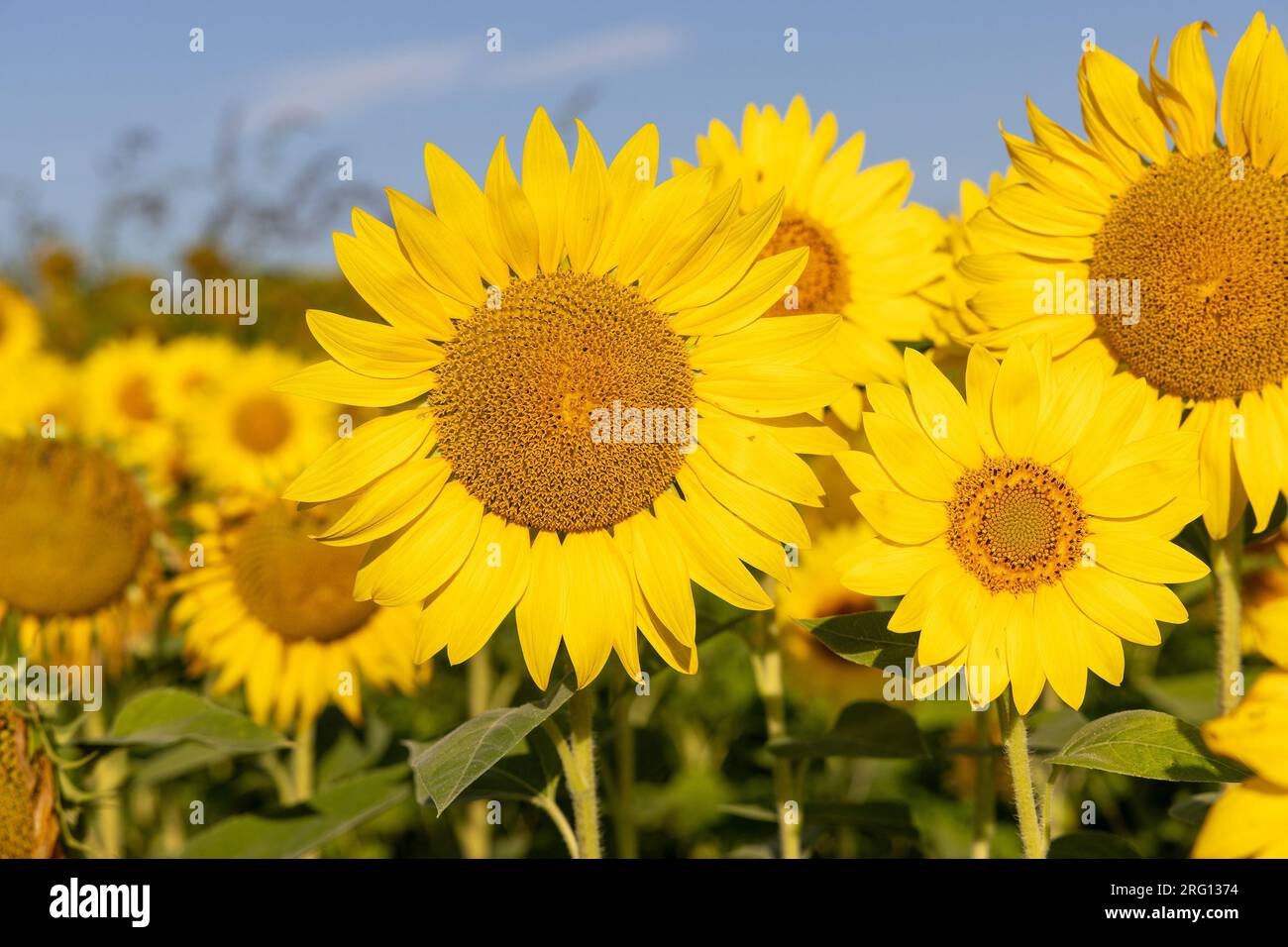 The sunflower field in rural Croatia Stock Photo - Alamy