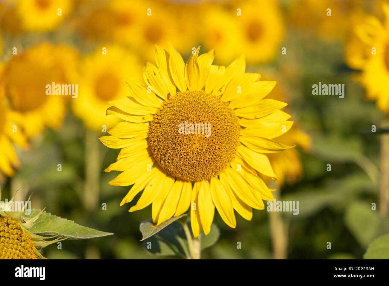 The sunflower field in rural Croatia Stock Photo - Alamy