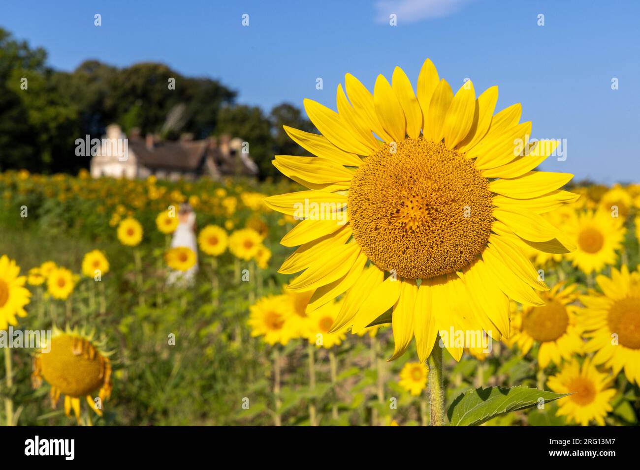 The sunflower field with an old house in rural Croatia Stock Photo - Alamy