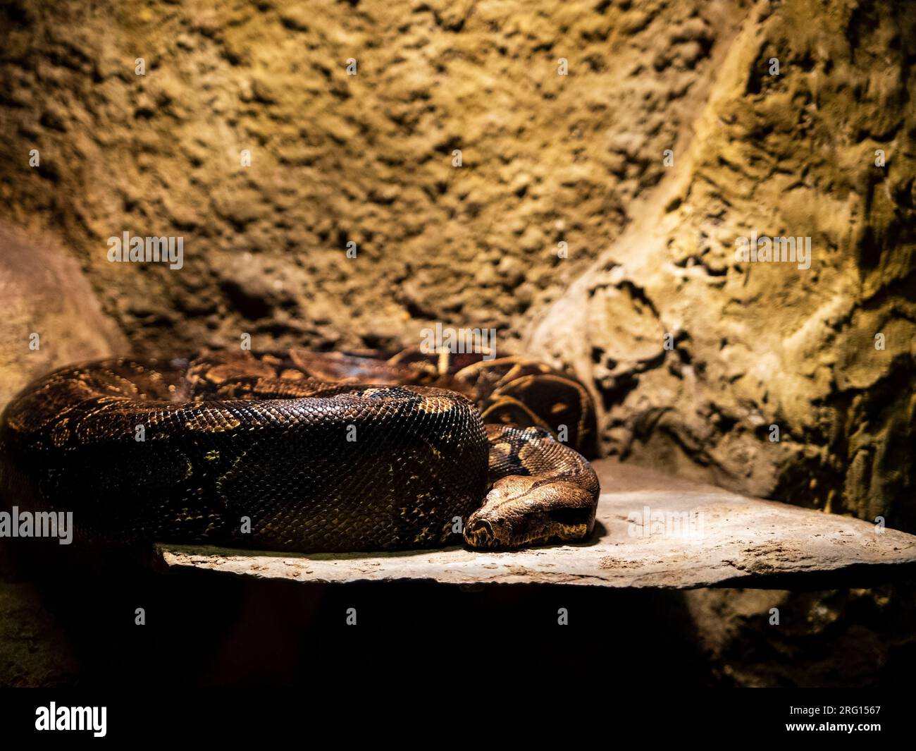 Snake zoo hi-res stock photography and images - Alamy