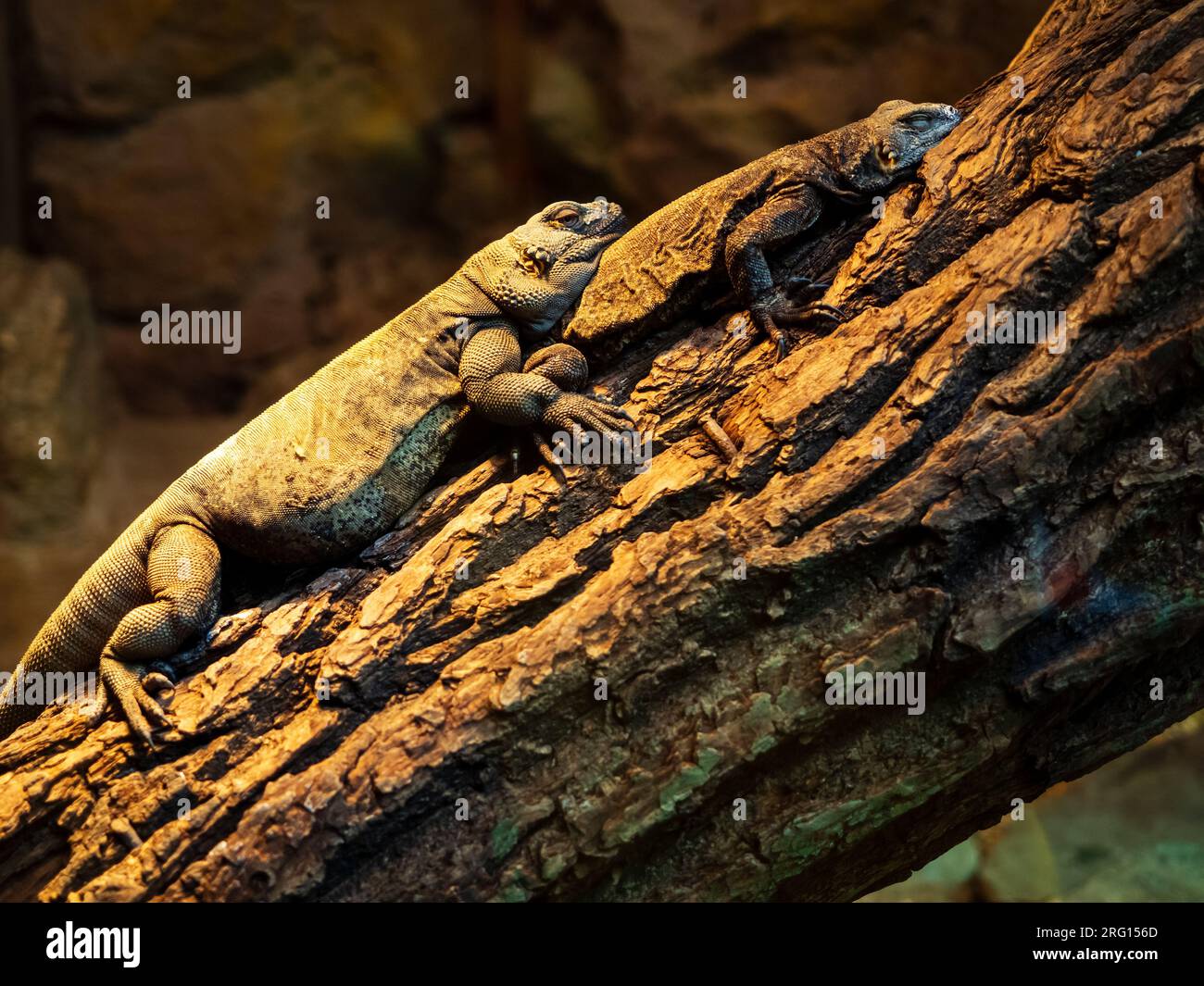 two lizards lie on top of each other on a tree branch in a terrarium at