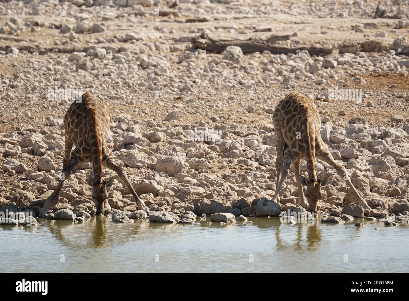 Giraffen trinken am Wasserloch Etosha Nationalpark Namibia Stock Photo