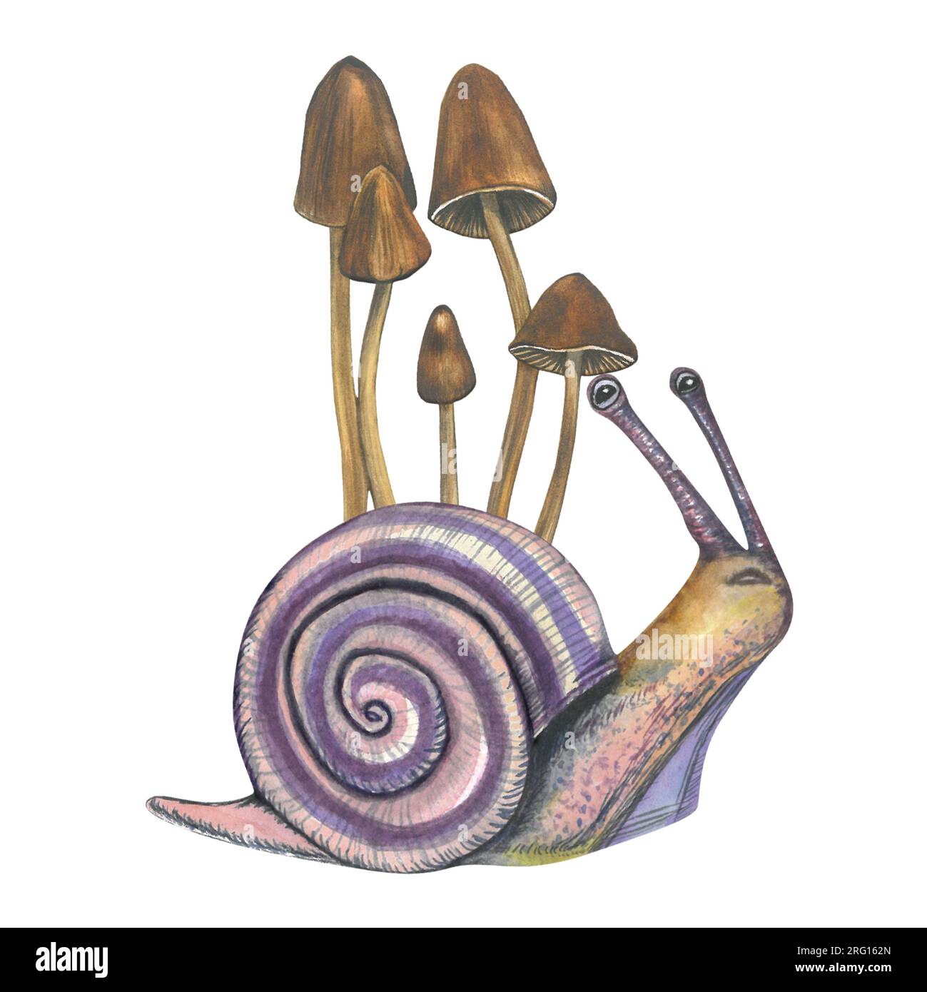 Watercolor illustration of a snail and toadstools. Composition made by hand isolated on white background Stock Photo
