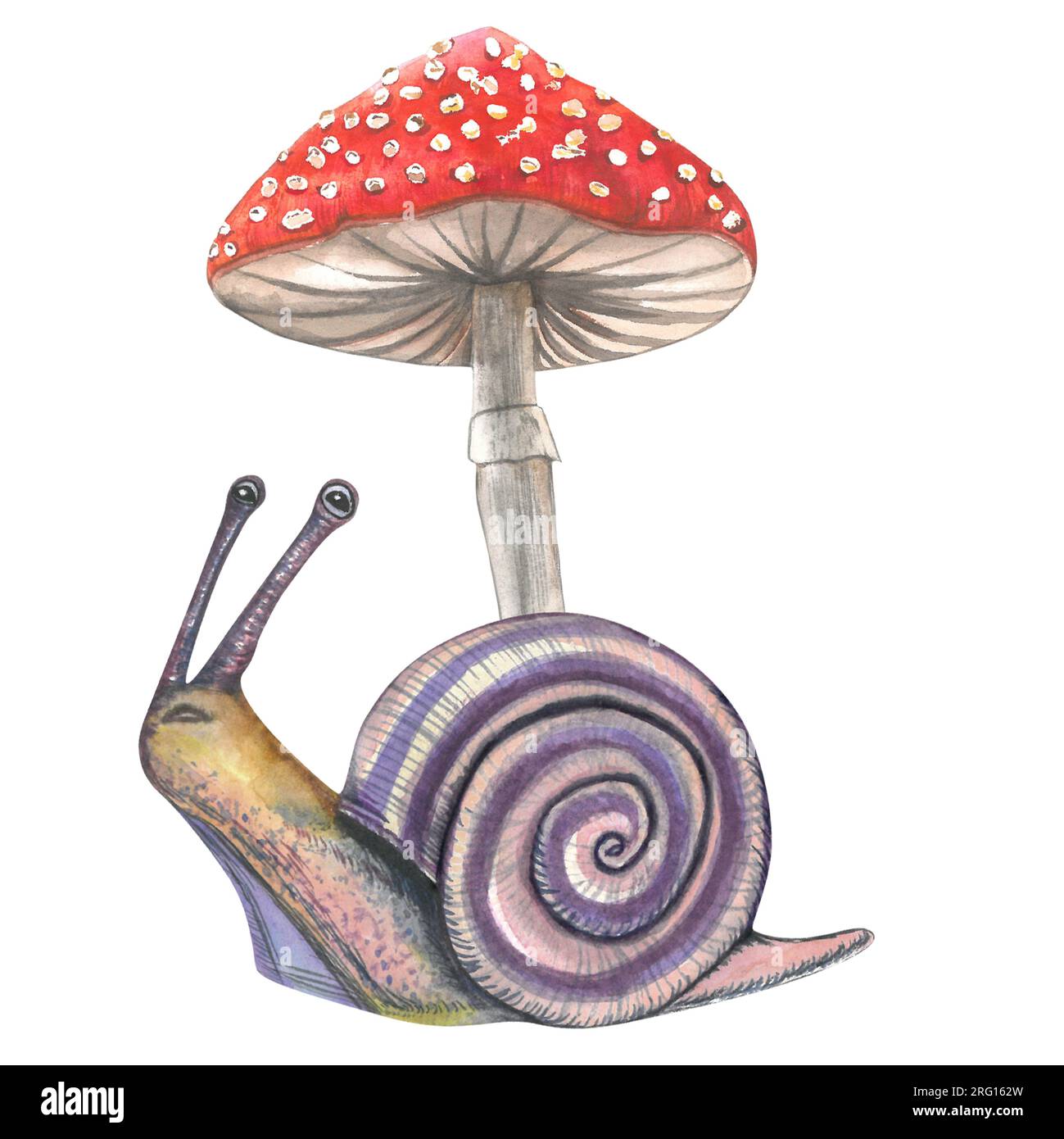 Watercolor illustration of snail and fly agaric. Composition made by hand isolated on white background Stock Photo