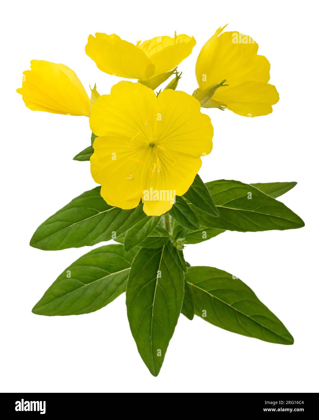 Common evening primrose plant with flowers isolated on white Stock