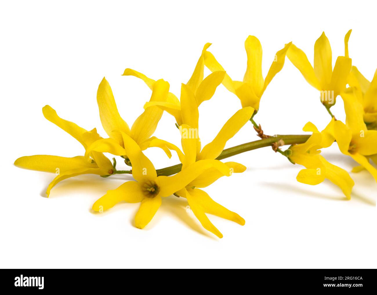 Easter tree flowers isolated on white background stock photo alamy