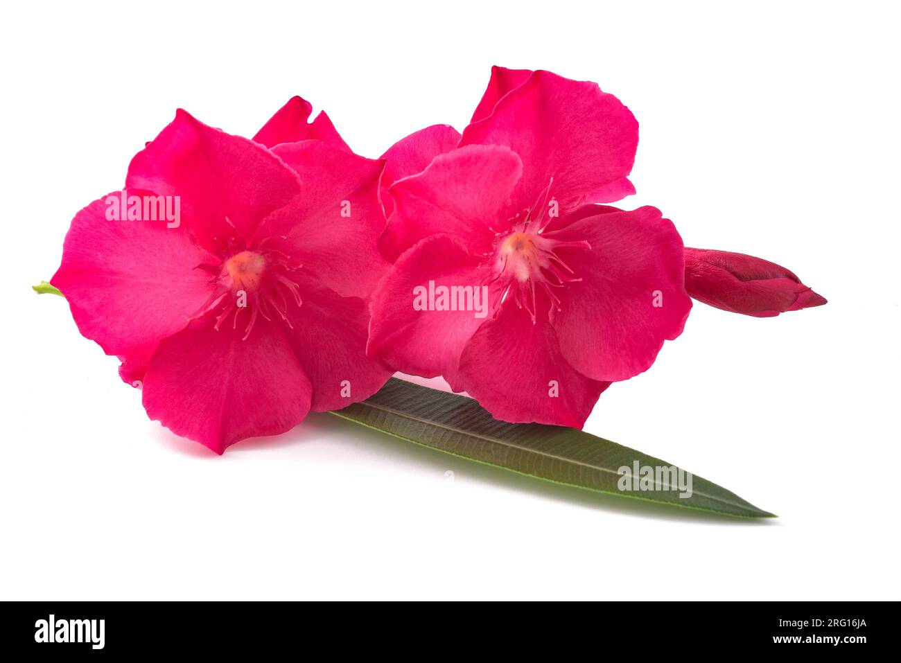 Oleander  flowers  isolated on white background Stock Photo
