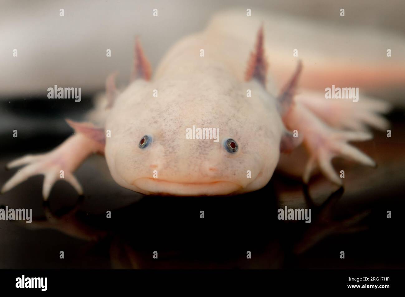 Closeup of albino Mexican axolotl salamander with black eyes white skin