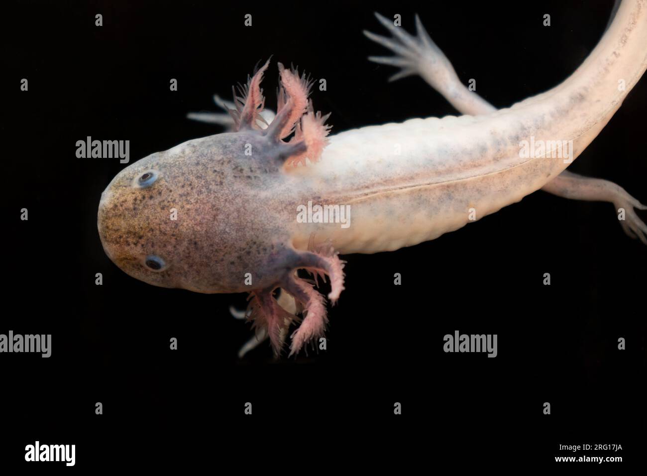 Top View Closeup Of Grown Up Mexican Axolotl Salamander With Feathery Top View Closeup Of Grown Up Mexican Axolotl Salamander With Feathery
