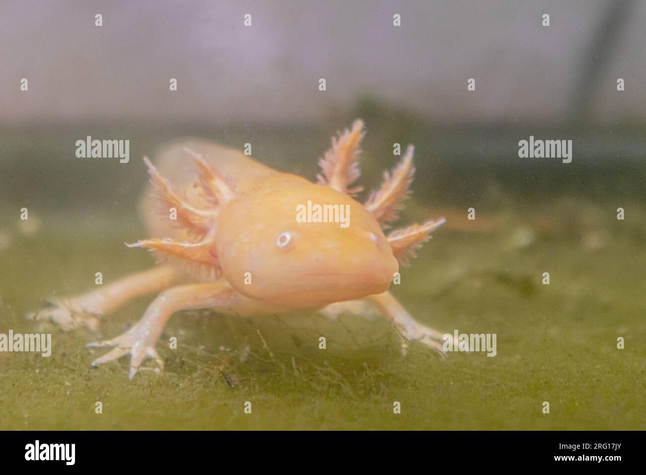 Selective focus of albino Mexican ajolote salamander standing on green surface and looking at camera Stock Photo